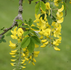 Laburnum alpinum Pendulum
