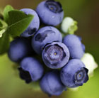 blueberry Ozarkblue
