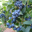 blueberry Bluegold