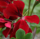 Pelargonium April Hamilton