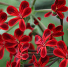 Pelargonium Ardens