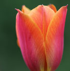 Tulipa Veronique Sanson