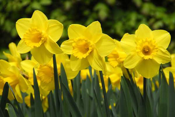 Buy large cupped daffodil bulbs Narcissus 'Carlton': Delivery by Crocus