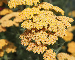 Achillea umbellata, Yarrow in GardenTags plant encyclopedia