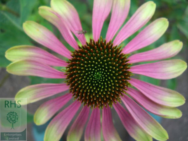 Echinacea Green Envy 3466 echinacea green envy echinacea 7 495 7185988 echinacea Echinacea Green Envy 3466 echinacea green envy echinacea 7 495 7185988 echinacea