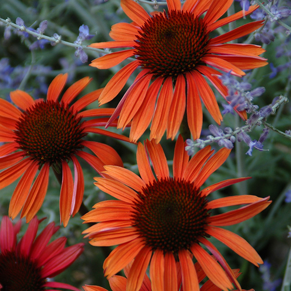 Buy coneflower Echinacea 'Sundown (PBR) (Big Sky Series)'