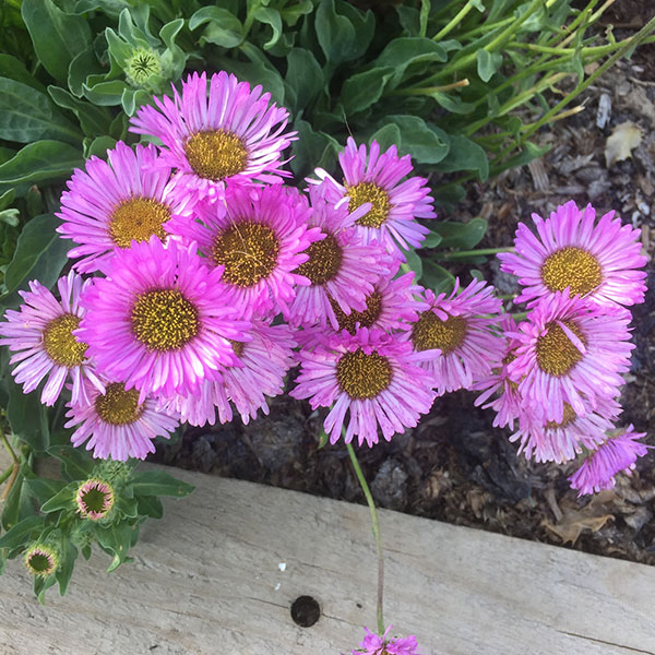 Buy beach aster Erigeron glaucus 'Sea Breeze'