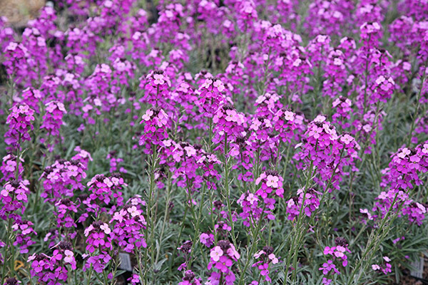 Buy wallflower Erysimum 'Bowles's Mauve': Delivery by Crocus