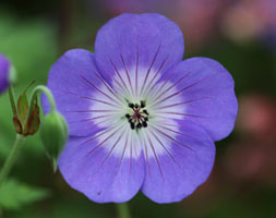 Geranium Rozanne (andapos;Gerwatandapos;) (PBR) (RHS Chelsea Flower Show Plant of the Centenary)