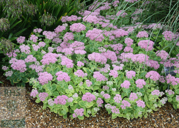 Buy ice plant (syn Sedum ) Hylotelephium spectabile '(Brilliant Group ...