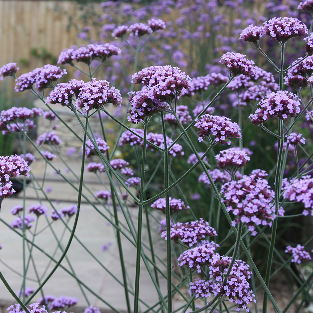 Buy Verbena Verbena Bonariensis Delivery By Crocus