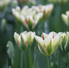 Tulipa Flaming Springgreen