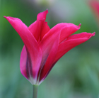 Tulipa Doll's Minuet