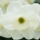 Narcissus Fruit Cup