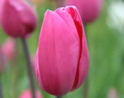 Tulipa andapos;Don Quichotteandapos; (triumph tulip bulbs)