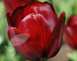 Tulipa andapos;National Velvetandapos; (triumph tulip bulbs)