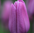 Tulipa Violet Beauty