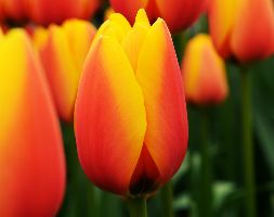Tulipa andapos;World Peaceandapos; (PBR) (Darwin hybrid tulip bulbs)