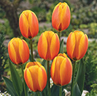 Tulipa World Peace (PBR)