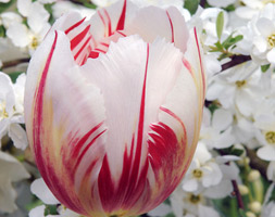 Tulipa andapos;Happy Generationandapos; (triumph tulip bulbs)