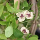 Akebia quinata cream-flowered