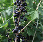 blackcurrant Big Ben (PBR)