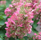 Hydrangea paniculata Pinky Winky ('Dvppinky') (PBR)