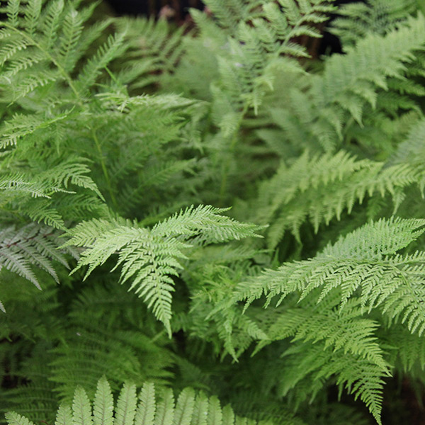 Папоротник б. Папоротник Athyrium filix-Femina. Папоротник страусник кочедыжник. Кочедыжник зеленый. Кочедыжник Альпийский.