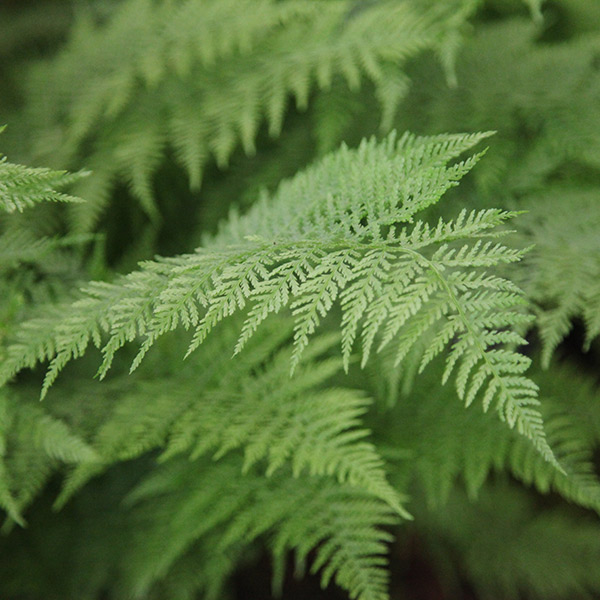 Buy lady fern Athyrium filix-femina: Delivery by Crocus