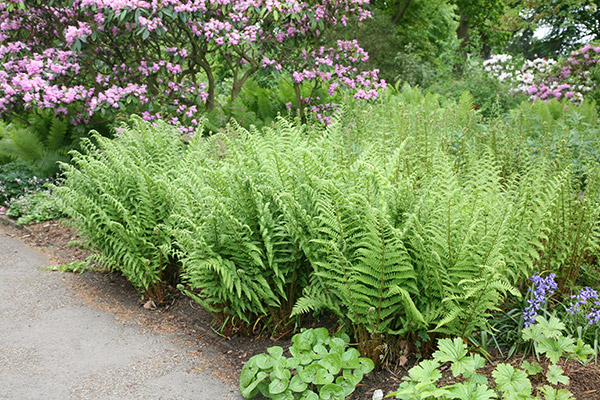 Buy male fern Dryopteris filix-mas: Delivery by Crocus