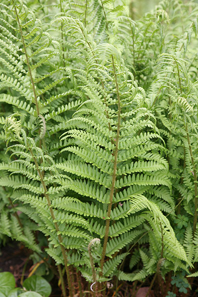 Buy male fern Dryopteris filix-mas: Delivery by Crocus