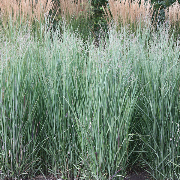 Buy switch grass Panicum virgatum 'Heavy Metal'