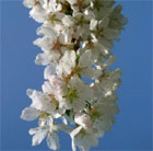 Prunus Hilling's Weeping
