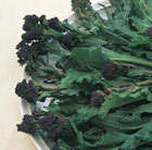 broccoli Purple Sprouting Late