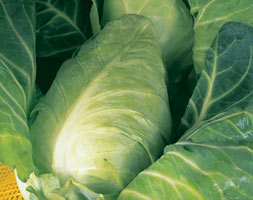 cabbage 'Durham' (cabbage / Brassica oleracea (Capitata Group) 'Durham Early')