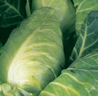 cabbage Durham Early