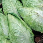 cabbage Hispi F1