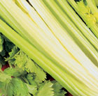 celery Golden Self-blanching Aurora