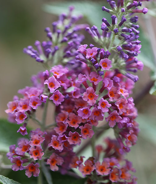 Buy butterfly bush (syn Buddleja Flower Power ) Buddleja ×