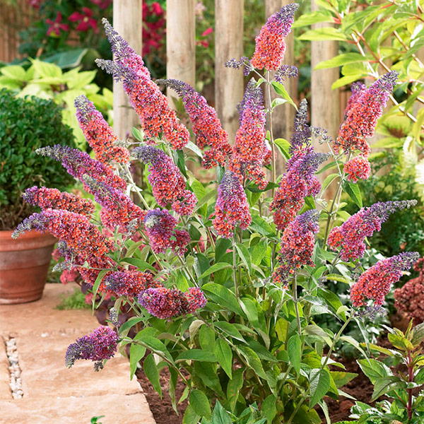 Buy butterfly bush (syn Buddleja Flower Power ) Buddleja ×