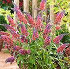 Buddleja × weyeriana Bicolor