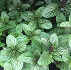 Mentha × piperita f. citrata Chocolate