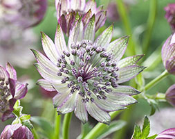 Astrantia 'Superstar' (PBR) (masterwort ( Syn White Giant' )) Astrantia 'Superstar' (PBR) (masterwort ( Syn White Giant' ))