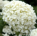 Hydrangea arborescens Annabelle