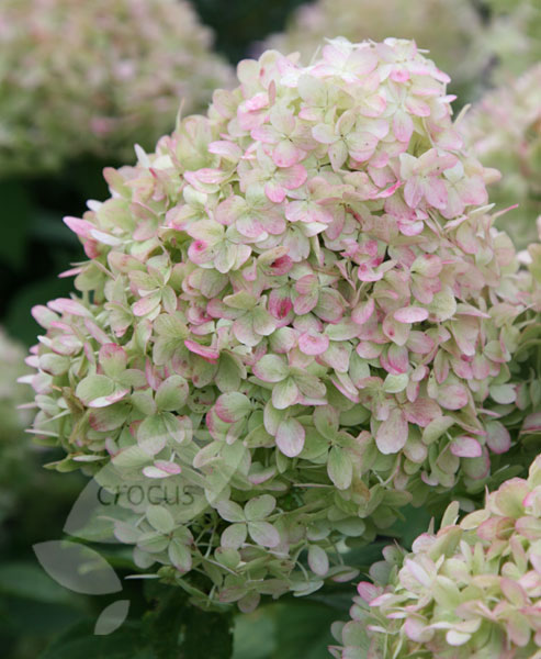 Buy hydrangea Hydrangea paniculata 39;Limelight PBR39;: Delivery by 