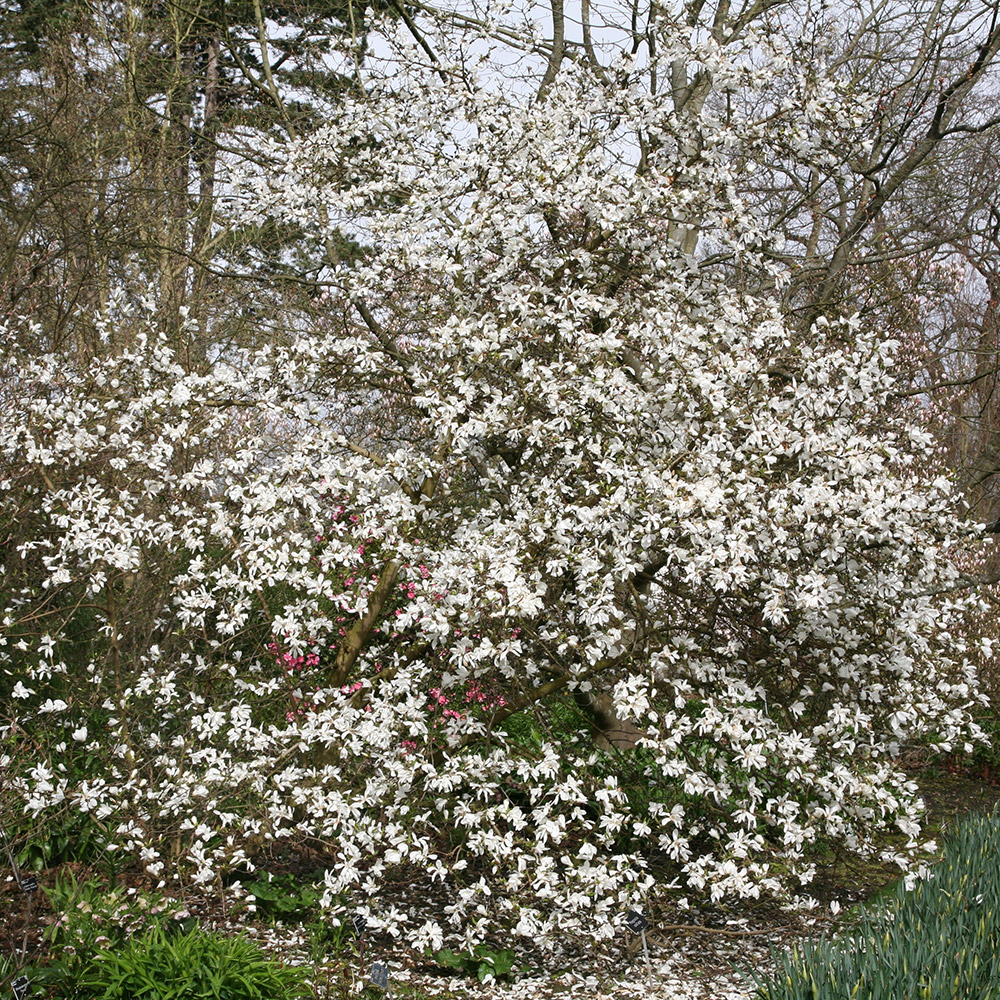 Buy star magnolia Magnolia stellata Delivery by Crocus