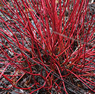 Cornus alba Sibirica