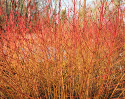 Cornus Sanguinea 'midwinter Fire', Red-twig Dogwood 'midwinter Fire' In 