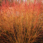 Cornus sanguinea Midwinter Fire