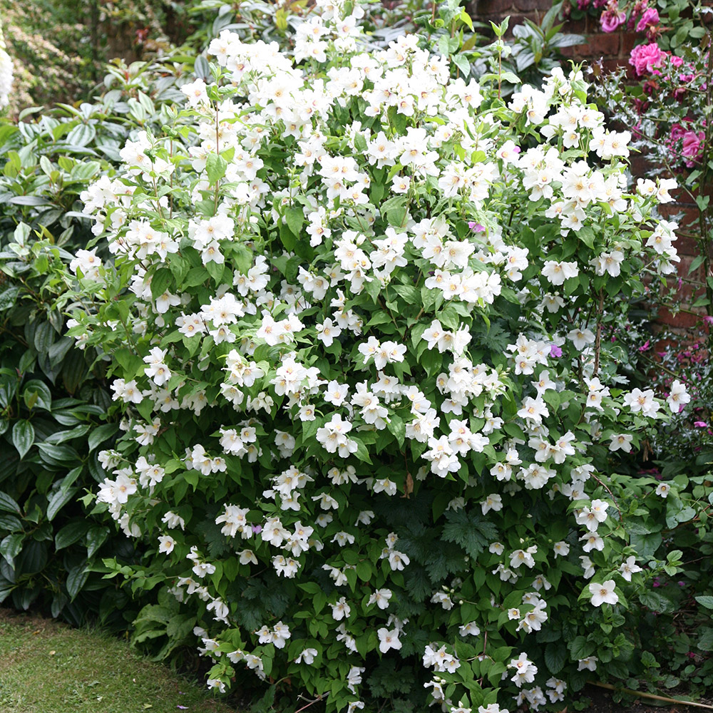 Download Buy mock orange Philadelphus 'Belle Etoile': Delivery by Waitrose Garden in association with Crocus